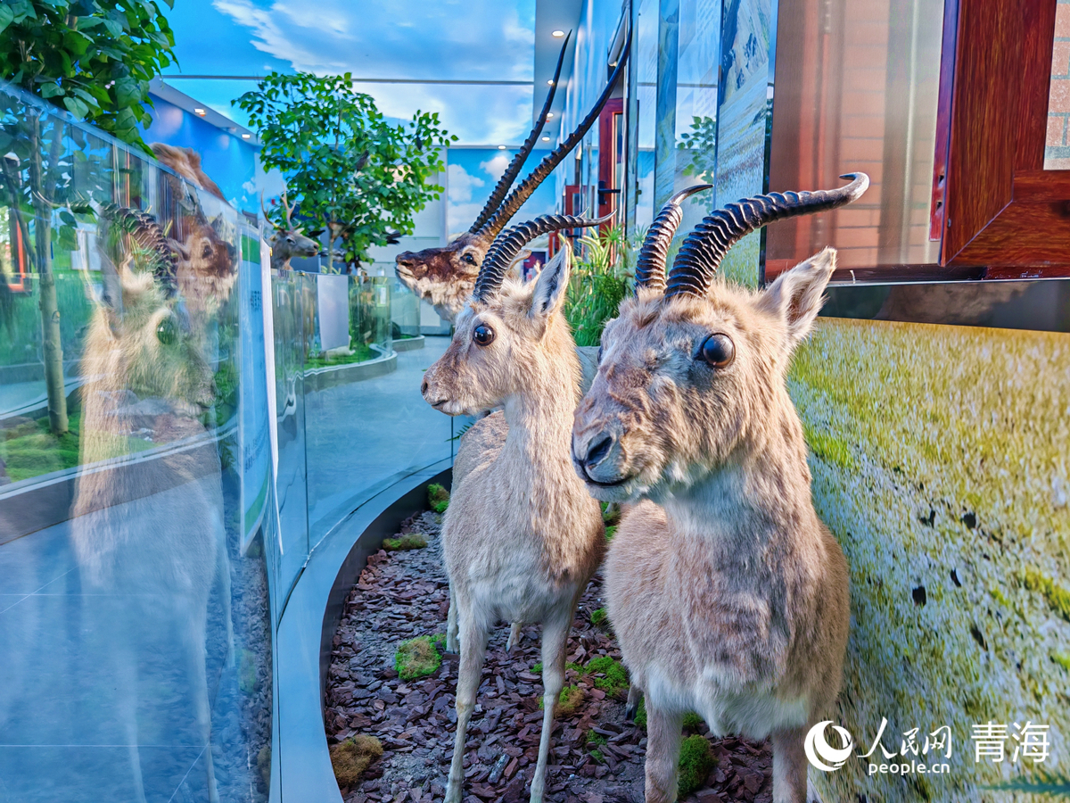 王中王四不像圖必中一肖——揭秘彩票背后的秘密，揭秘彩票背后的秘密，王中王四不像圖必中一肖的真相探索