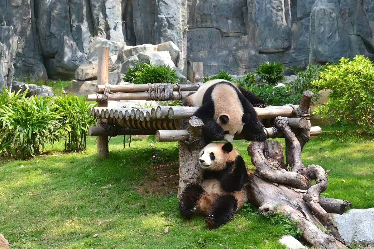 野生動(dòng)物園門(mén)票優(yōu)惠政策大揭秘，野生動(dòng)物園門(mén)票優(yōu)惠政策深度解析