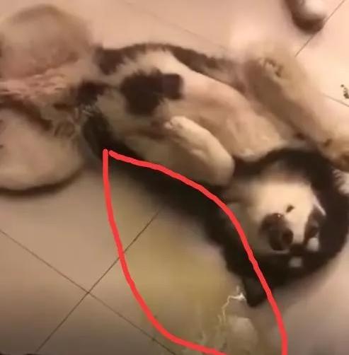 下面像流水一樣的液體怎么回事，深度解析與理解，流水狀液體的深度解析與理解