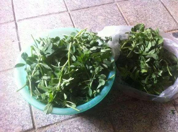 痔瘡患者必看，藥物治療與選擇最佳藥物指南，痔瘡患者必備指南，藥物治療與最佳藥物選擇